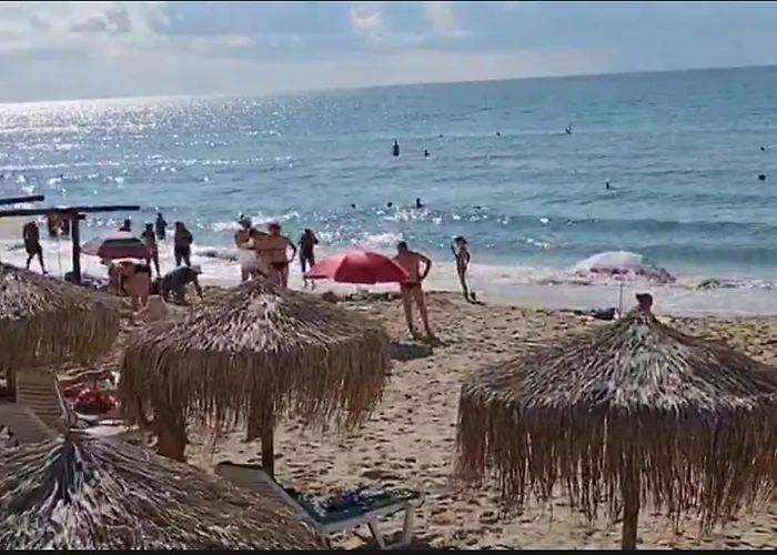 Garden Of Eden- Sweet Dreams Rey&mar Saint